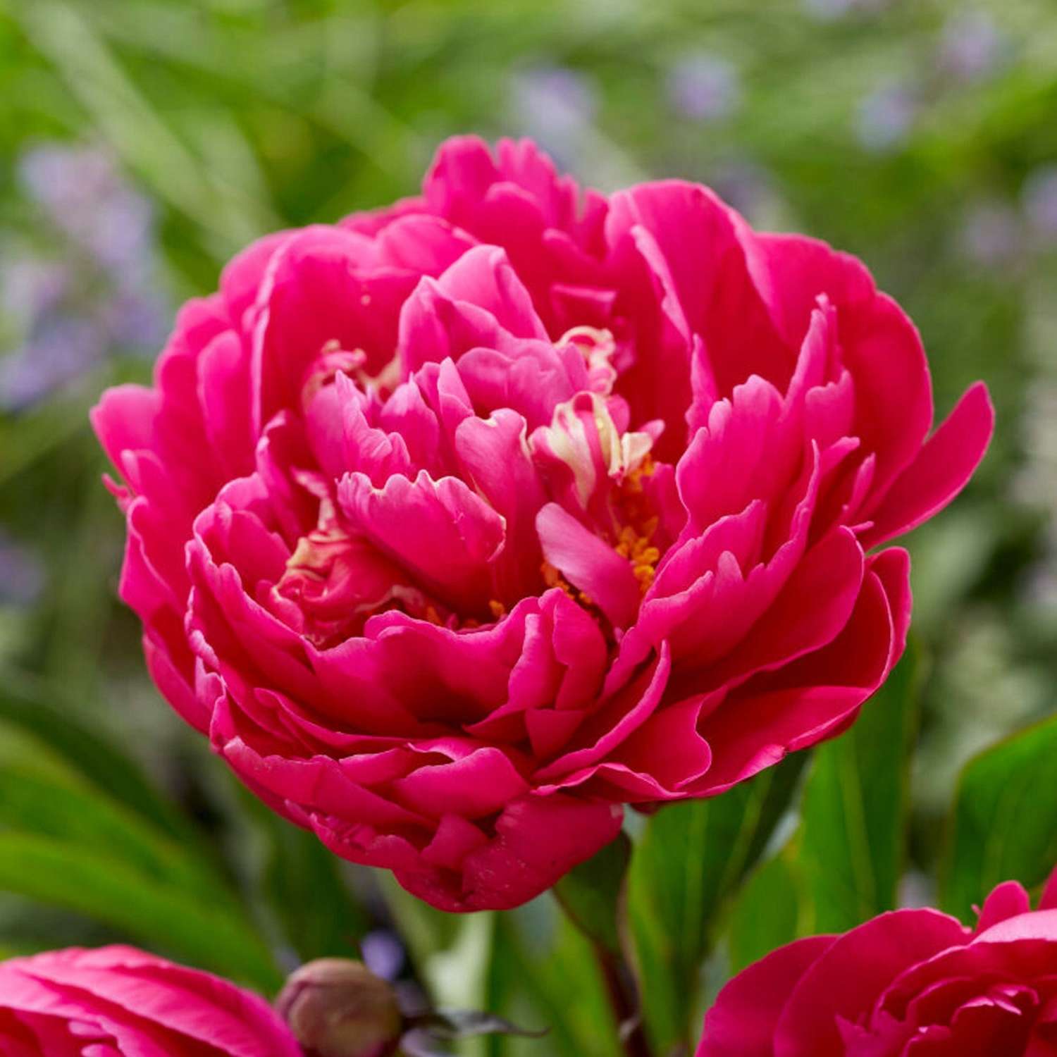 Pivoine ‘Karl Rosenfield’